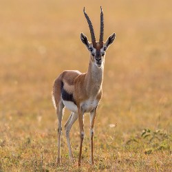 gazelle