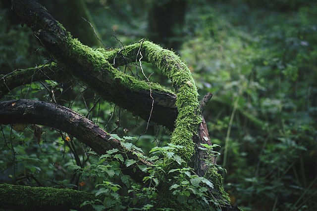 Mossing Branch Mossy Forest