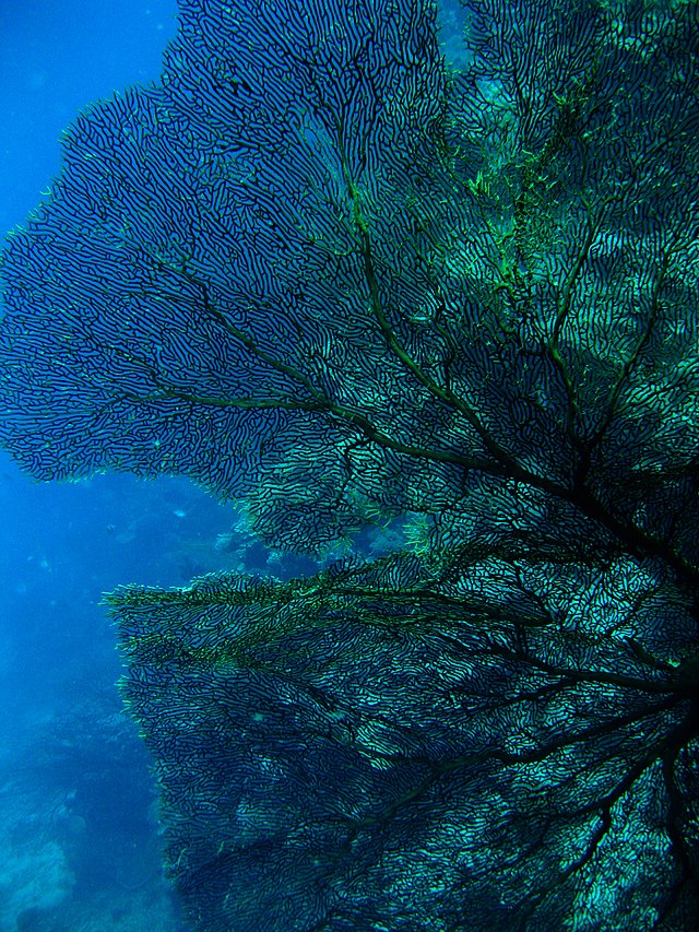 Sea Fan Deep Sea Reef